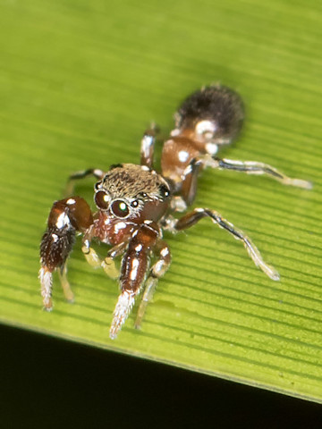 Jumping Spider (Ligonipes semitectus) (Ligonipes semitectus)